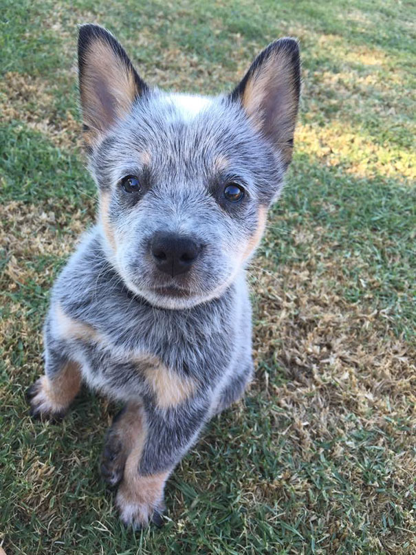 Blue Heeler Puppy