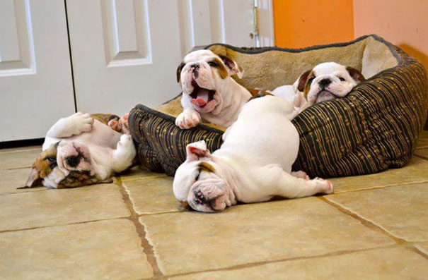 Bulldog Puppies In Their Basket
