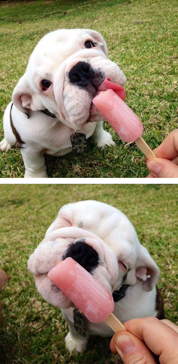 Bulldog Baby