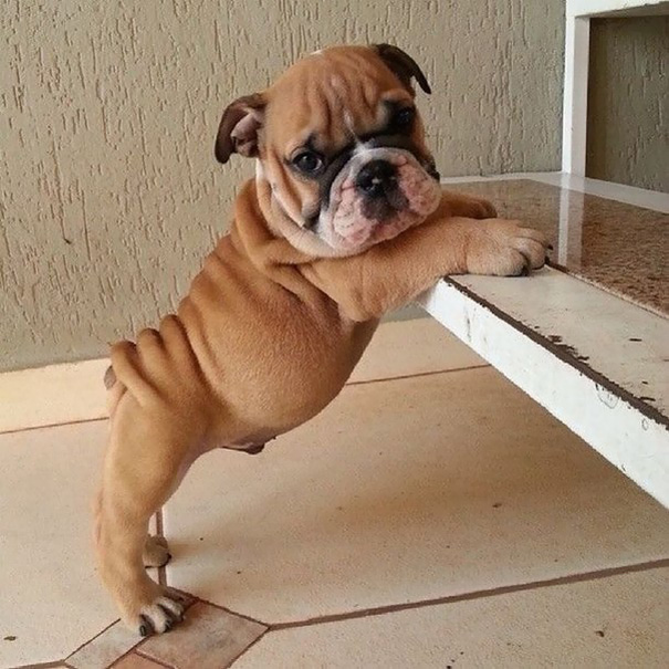 Bulldog Puppy