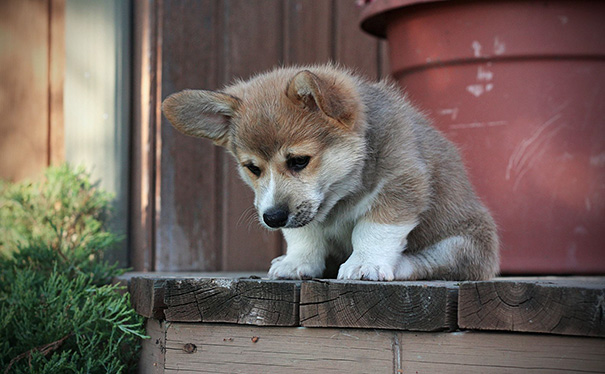 He Hasn't Quite Figured Out The Stairs Yet
