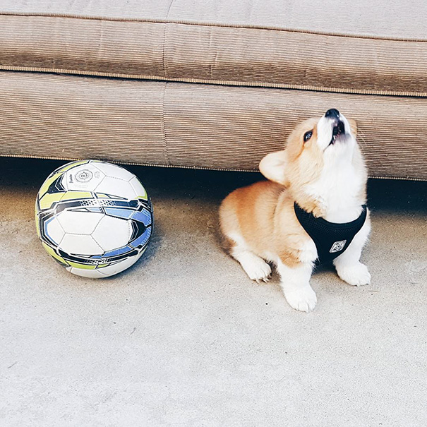 Soccer Ball For Scale