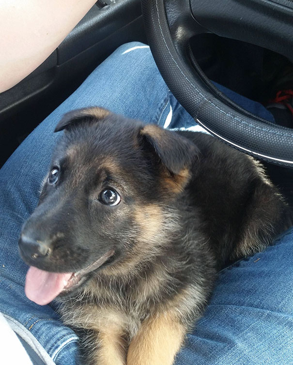 Nova, The Calmest German Shepherd Puppy