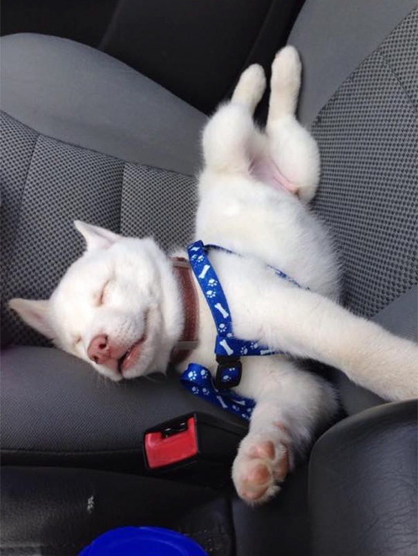 My Little Dragon Dog Didn't Fit In This Space For Long Either