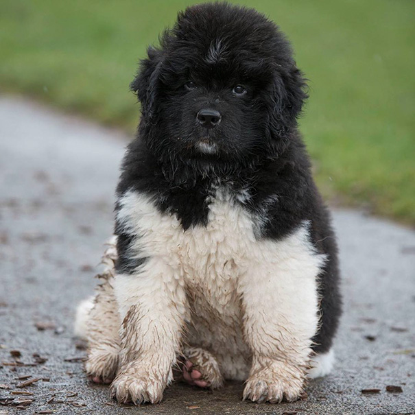 Liddle Peek Enjoying Her First Mud Puddles