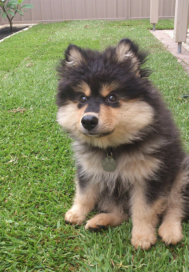 Meet Loki - Destroyer Of Shoes, Melter Of Hearts