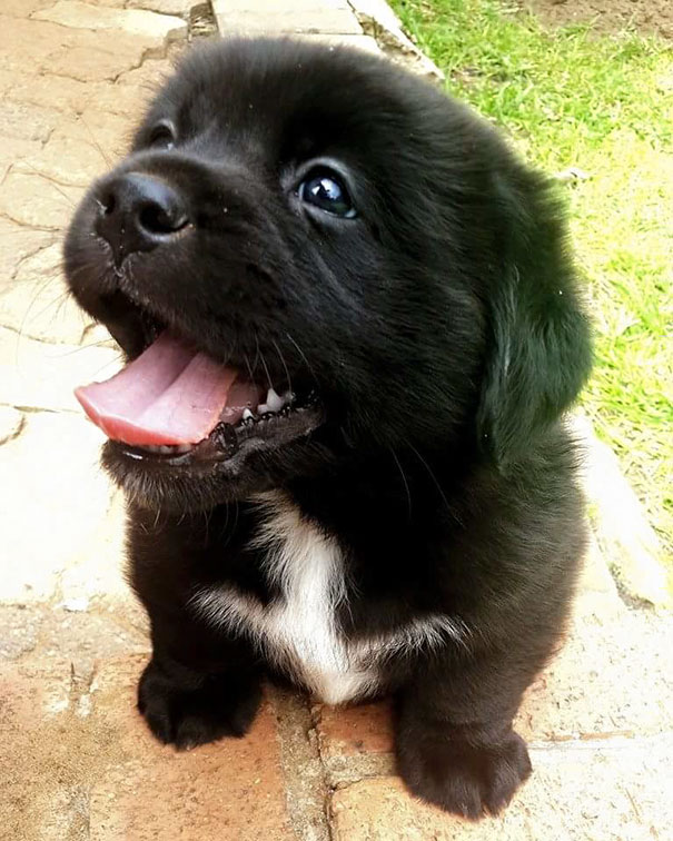 Our Pekingese + Labrador Mix Pup