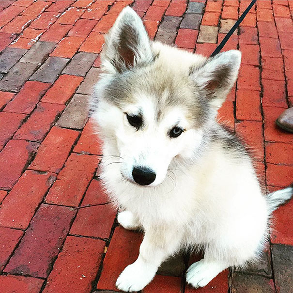 Husky Puppy