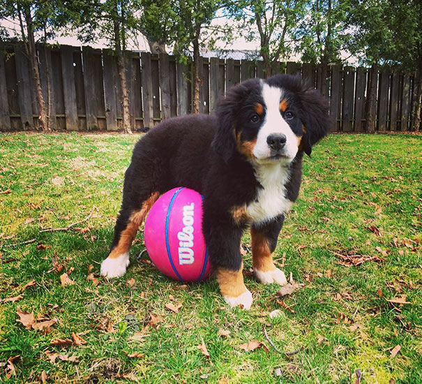 Has Anyone Seen My Ball?