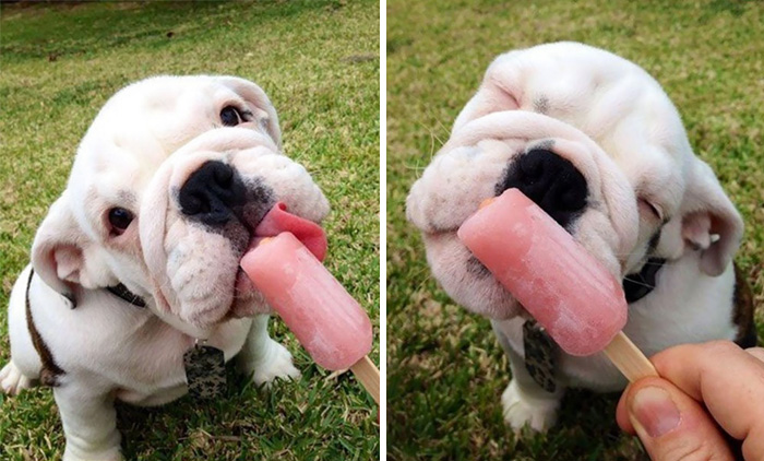 50 Adorable Puppies To Celebrate National Puppy Day