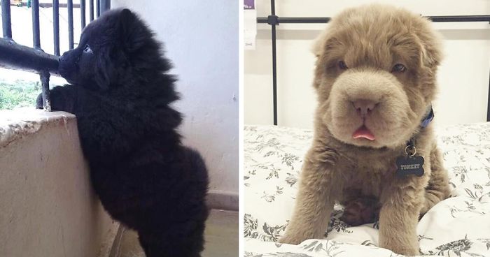 50 Adorable Puppies To Celebrate National Puppy Day