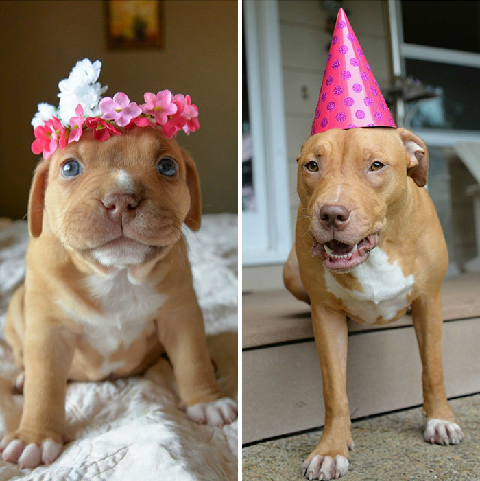 dog-abandoned-by-mother-celebrates-birthday-pit-bull-penny-roofus-and-kilo-5 dog-abandoned-by-mother-celebrates-birthday-pit-bull-penny-roofus-and-kilo-5