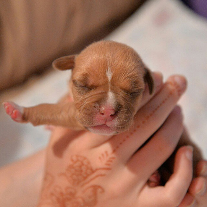 dog-abandoned-by-mother-celebrates-birthday-pit-bull-penny-roofus-and-kilo-6 dog-abandoned-by-mother-celebrates-birthday-pit-bull-penny-roofus-and-kilo-6