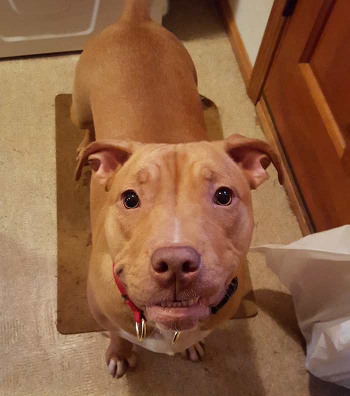 dog-abandoned-by-mother-celebrates-birthday-pit-bull-penny-roofus-and-kilo-7 dog-abandoned-by-mother-celebrates-birthday-pit-bull-penny-roofus-and-kilo-7