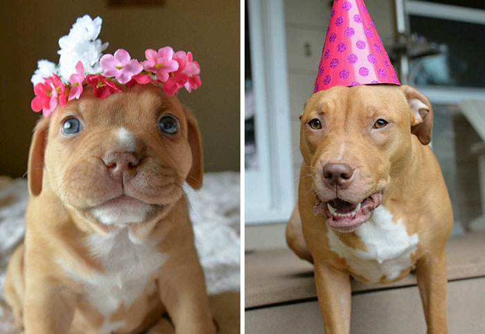 Abandoned Pup Celebrates The 1st Birthday No One Thought She Would Live To See