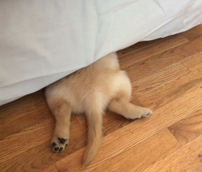 dog-braces-golden-retriever-teeth-problems-wesley-molly-moore-11