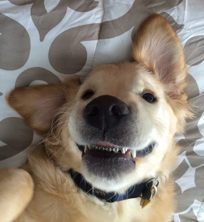 dog-braces-golden-retriever-teeth-problems-wesley-molly-moore-14 dog-braces-golden-retriever-teeth-problems-wesley-molly-moore-14