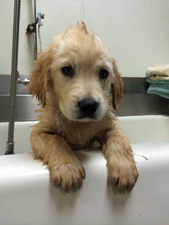 dog-braces-golden-retriever-teeth-problems-wesley-molly-moore-2 dog-braces-golden-retriever-teeth-problems-wesley-molly-moore-2