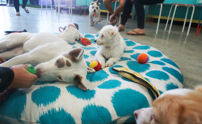 dog-cafe-adoption-sarah-wolfgang-los-angeles-27 dog-cafe-adoption-sarah-wolfgang-los-angeles-27