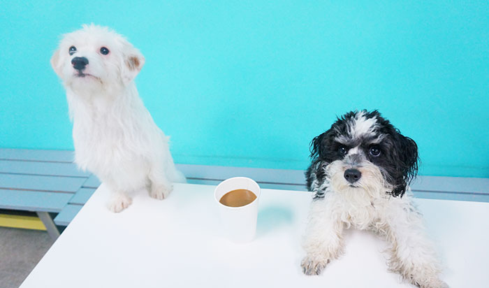 dog-cafe-adoption-sarah-wolfgang-los-angeles-28