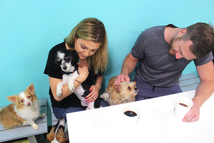 dog-cafe-adoption-sarah-wolfgang-los-angeles-32