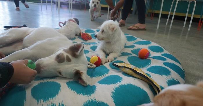 First Dog Cafe In U.S. Lets You Adopt A Dog While Enjoying Your Coffee