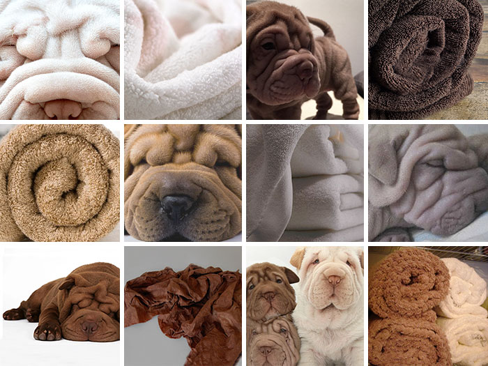 Shar-Pei Or Towel?