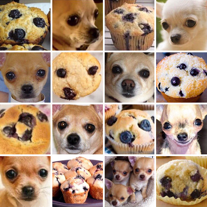 Chihuahua Or Muffin?