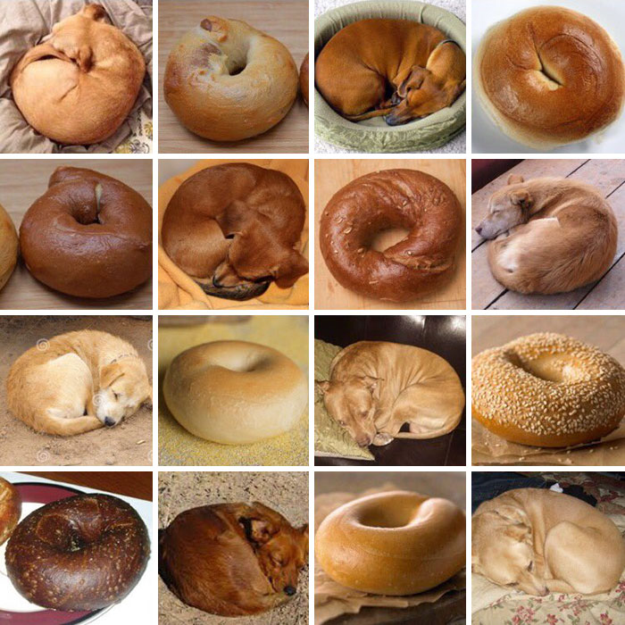 Puppy Or Bagel?