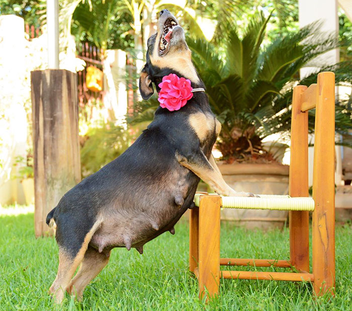 Pregnant Dog Totally Rocks Her Maternity Photo Shoot