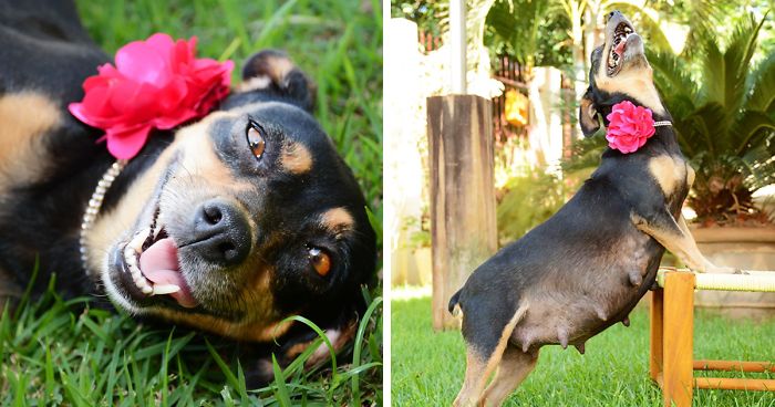 Pregnant Dog Totally Rocks Her Maternity Photo Shoot