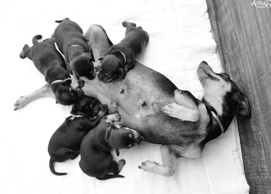 dog-maternity-photoshoot-puppies-lilica-ana-paula-grillo-10 dog-maternity-photoshoot-puppies-lilica-ana-paula-grillo-10