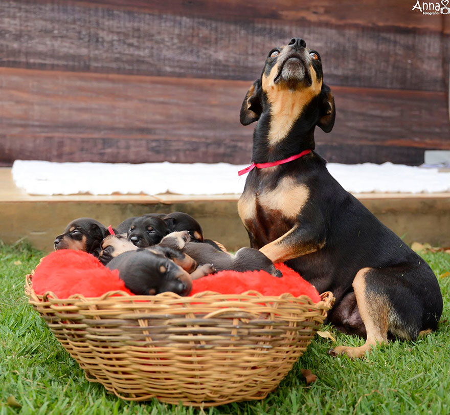 dog-maternity-photoshoot-puppies-lilica-ana-paula-grillo-4 dog-maternity-photoshoot-puppies-lilica-ana-paula-grillo-4