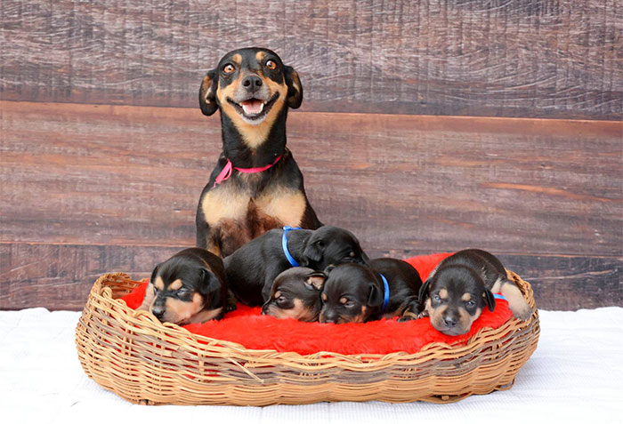 Maternity Photoshoot Dog Just Gave Birth To 5 Super Cute Puppies