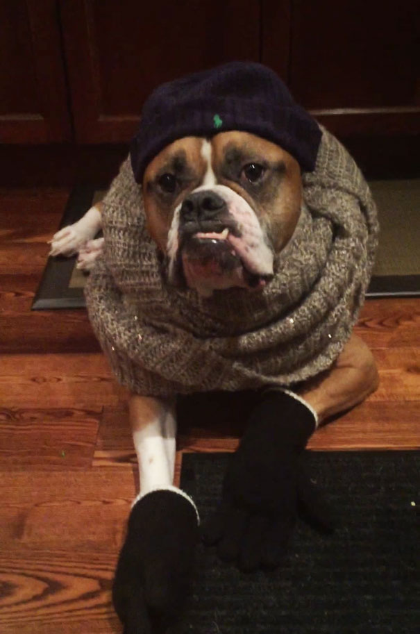 dog-sitter-dressing-animals-wilson-1