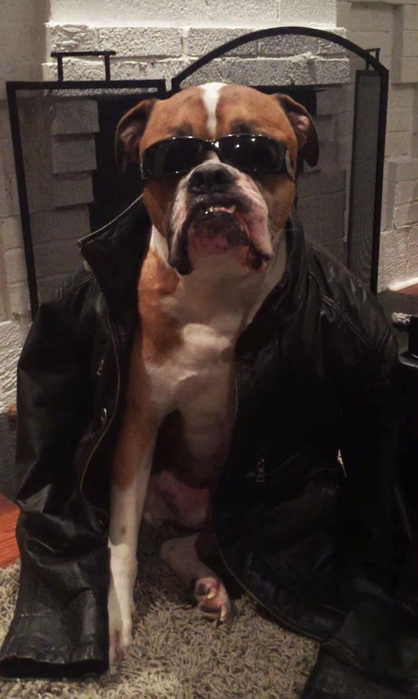 dog-sitter-dressing-animals-wilson-3