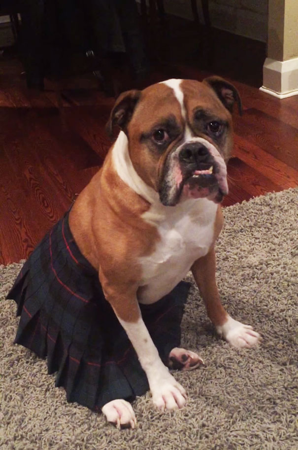 dog-sitter-dressing-animals-wilson-5 dog-sitter-dressing-animals-wilson-5