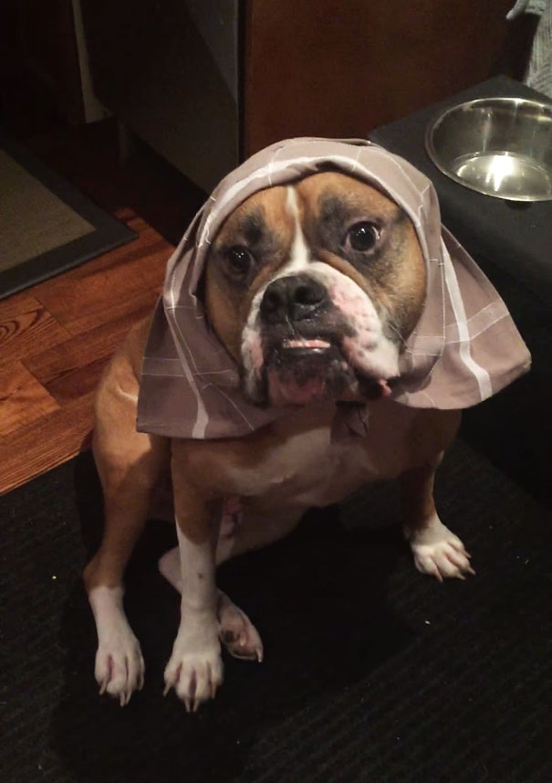 dog-sitter-dressing-animals-wilson-6