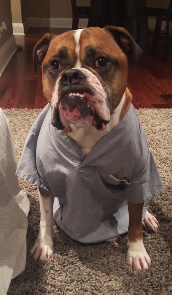 dog-sitter-dressing-animals-wilson-7 dog-sitter-dressing-animals-wilson-7