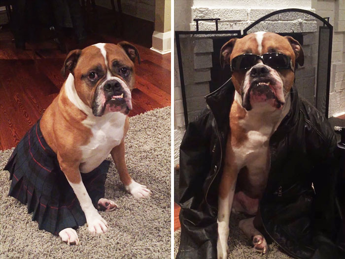 Family Hired A Dog Sitter, These Were The Updates They Received