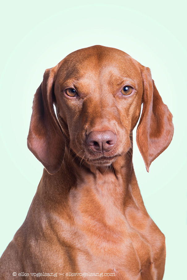 Dogs Questioning The Photographer’s Sanity Dogs Questioning The Photographer’s Sanity