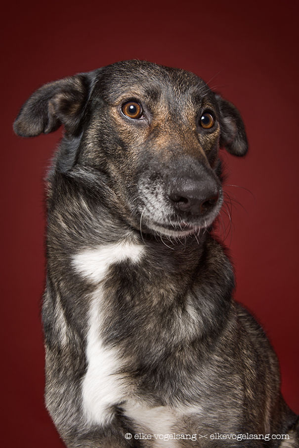 Dogs Questioning The Photographer’s Sanity Dogs Questioning The Photographer’s Sanity