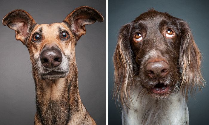 Dogs Questioning The Photographer’s Sanity