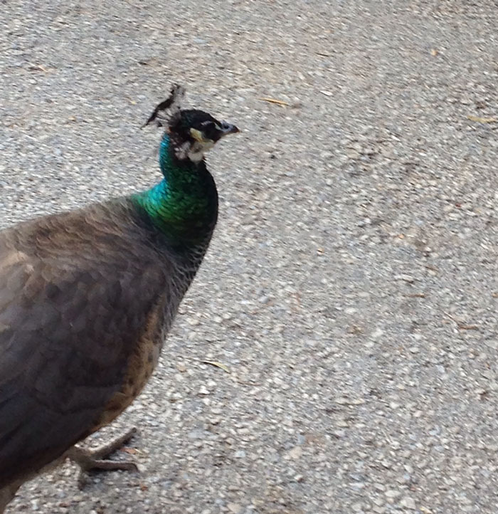 Challenge: Draw Something On This Picture