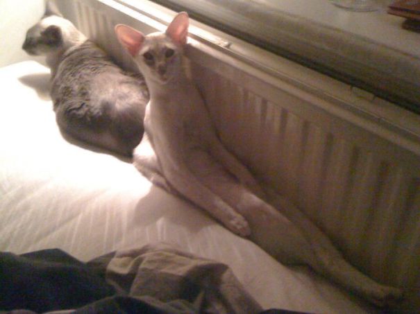 Woke Up And My Cat Iggy Sat Like This Next To Me.