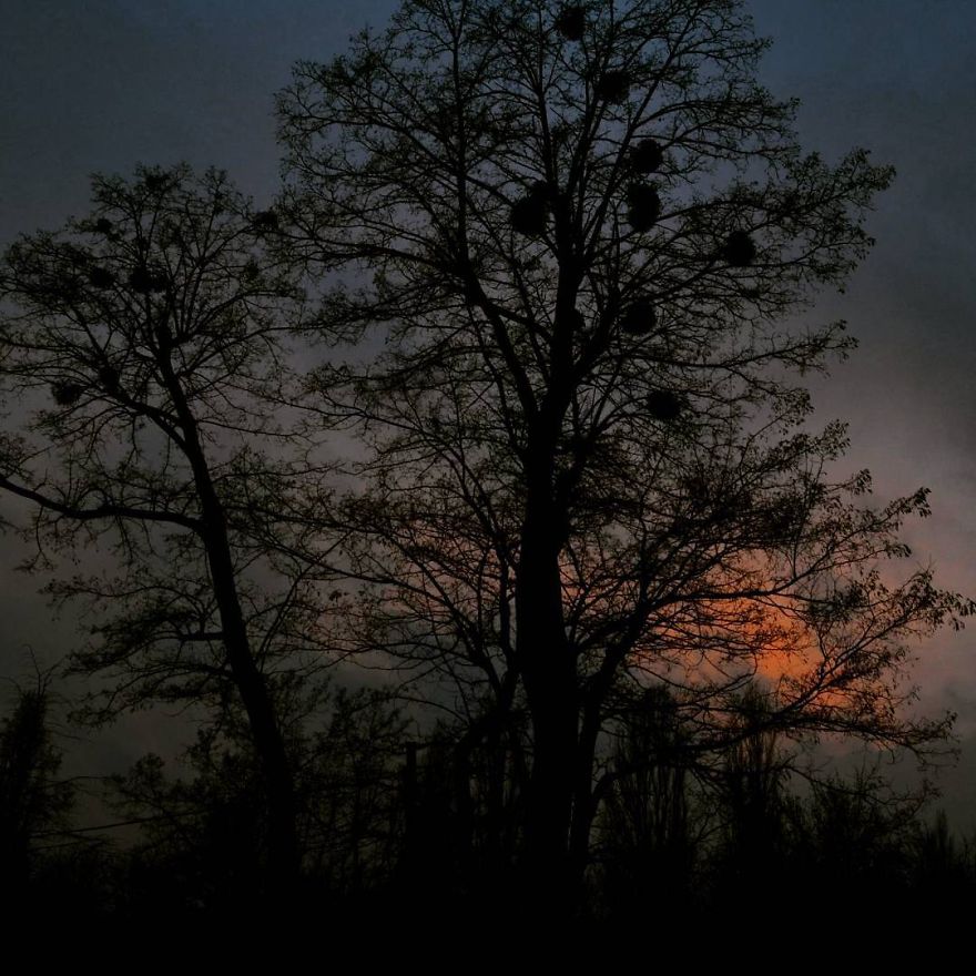 Every Day Is Oh So Different - And My Incredibly Beautiful Tree Can Prove It