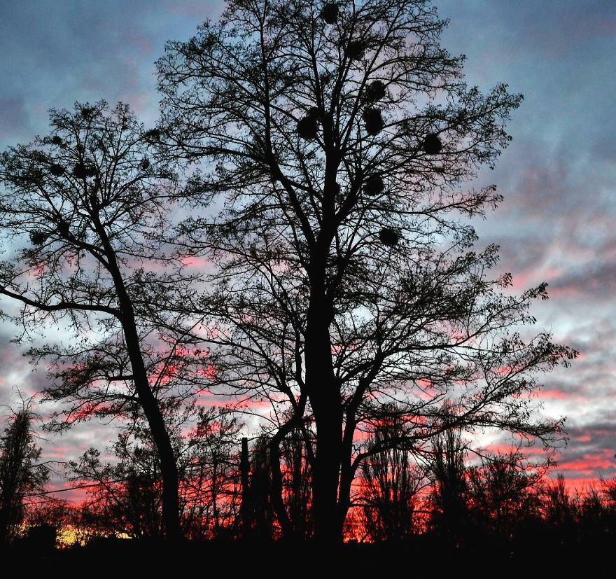 Every Day Is Oh So Different - And My Incredibly Beautiful Tree Can Prove It
