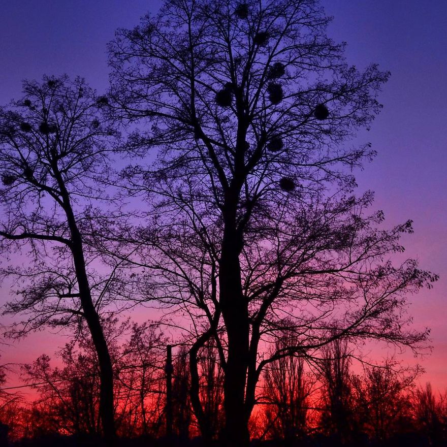 Every Day Is Oh So Different - And My Incredibly Beautiful Tree Can Prove It