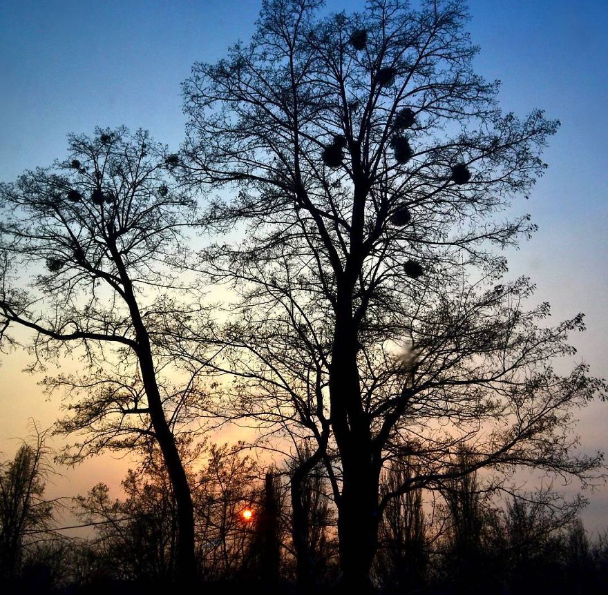 Every Day Is Oh So Different - And My Incredibly Beautiful Tree Can Prove It Every Day Is Oh So Different - And My Incredibly Beautiful Tree Can Prove It