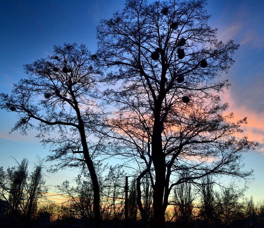 Every Day Is Oh So Different - And My Incredibly Beautiful Tree Can Prove It Every Day Is Oh So Different - And My Incredibly Beautiful Tree Can Prove It